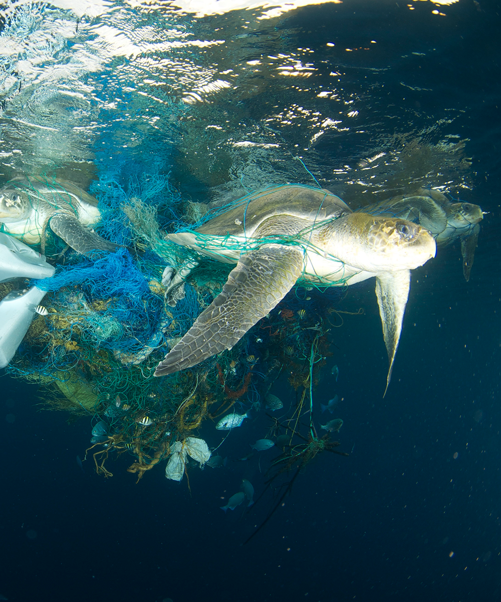 Global-scale conservation assessments